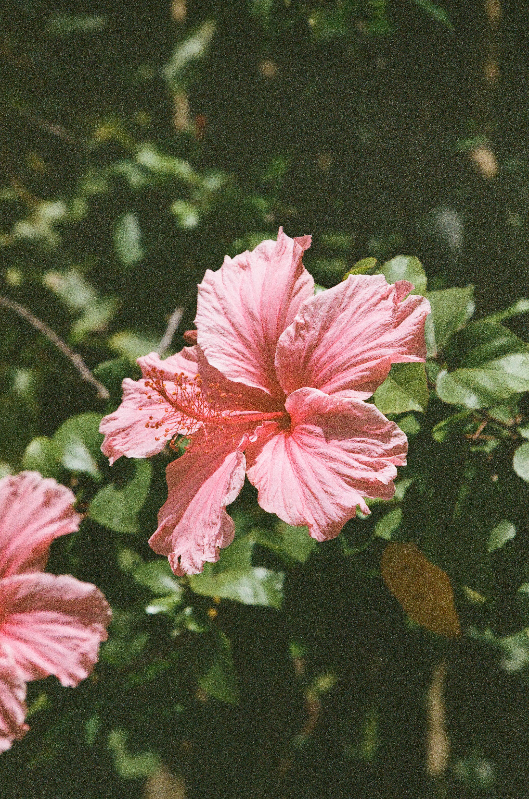 pink hibiscus 