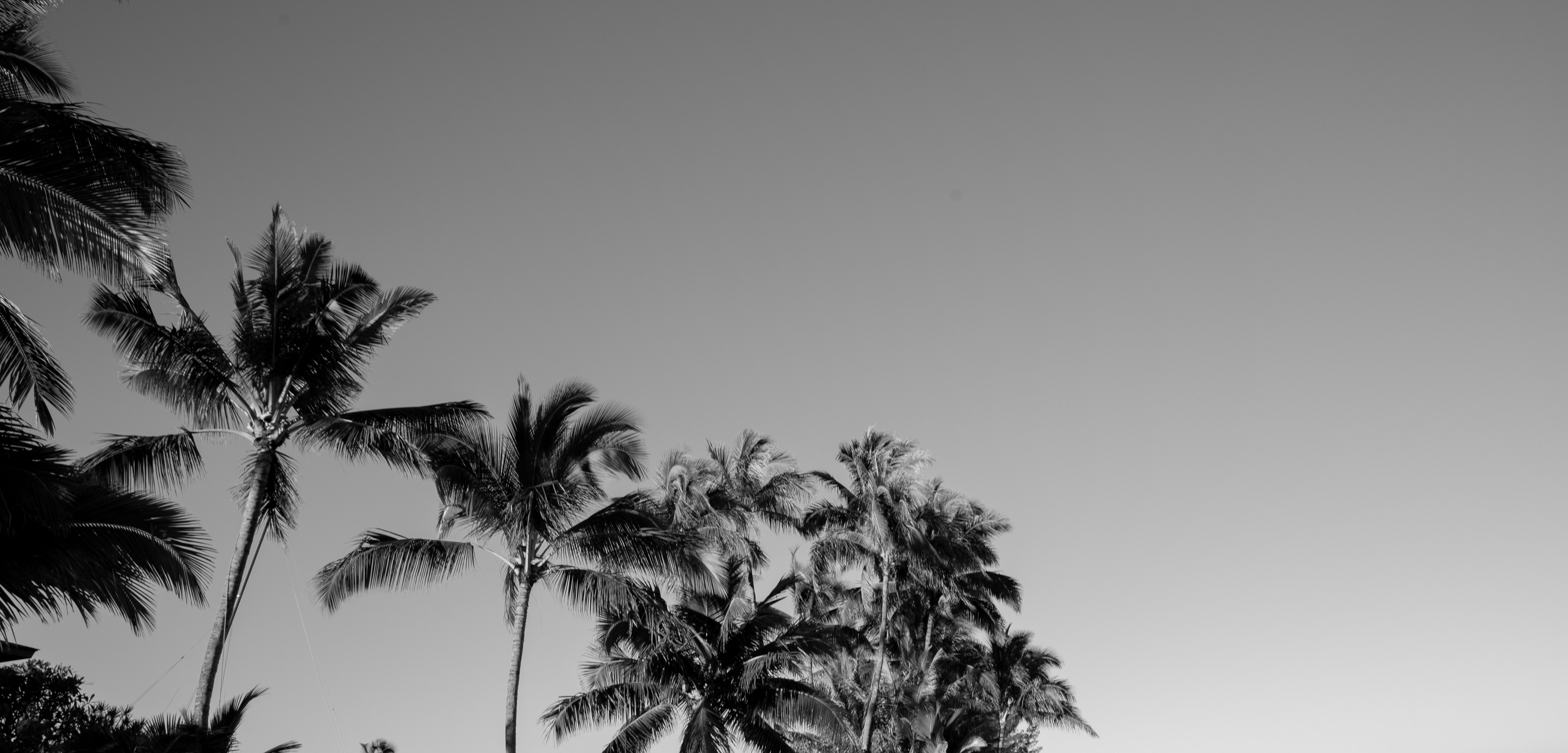 black and white picture of palm trees